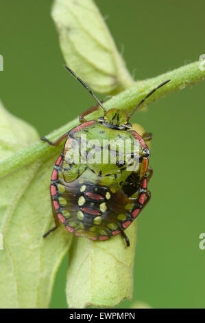 Vegetali verdi (bug Nezara viridula) Ninfa Foto Stock