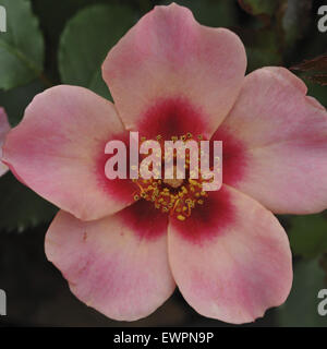 East Molesey, Surrey, Regno Unito. Il 29 giugno, 2015. Uno dei tanti colorati Rose nell'Hampton Court Palace Flower Show del Festival di rose tendone. Credito: Michael Preston/Alamy Live News Foto Stock