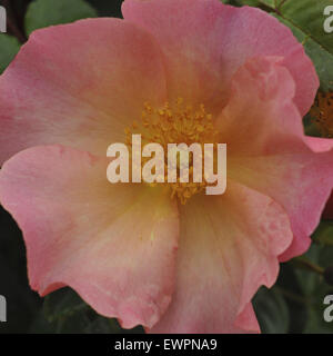 East Molesey, Surrey, Regno Unito. Il 29 giugno, 2015. Uno dei tanti colorati Rose nell'Hampton Court Palace Flower Show del Festival di rose tendone. Credito: Michael Preston/Alamy Live News Foto Stock