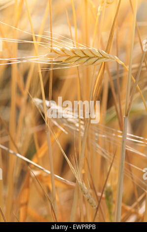 Il Farro, Triticum dicoccon. Foto Stock