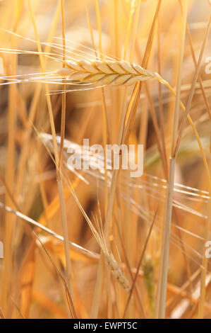 Il Farro, Triticum dicoccon. Foto Stock