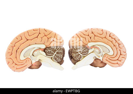 Sezione trasversale di due umano artificiale emisferi, due metà del cervello per istruzione, isolati su sfondo bianco Foto Stock