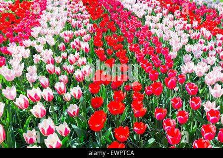 Campo di tulipani con varie tulipani rossi in righe in keukenhof olanda Foto Stock