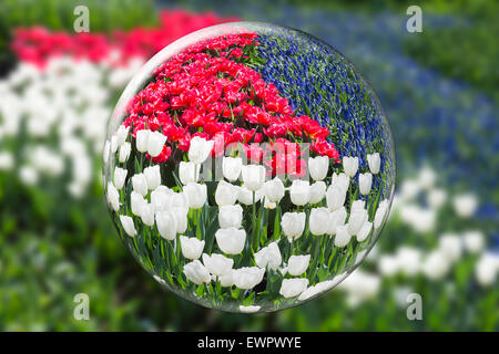 Sfera di cristallo con la riflessione di rosso tulipani bianco e blu uva giacinti in keukenhof olanda Foto Stock