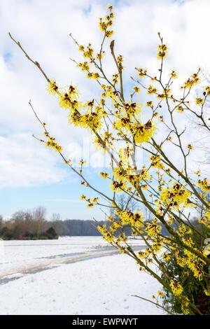 Hamamelis mollis fiori gialli nel paesaggio della neve durante la stagione invernale Foto Stock