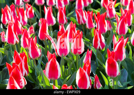 Gruppo di bicolore rosso-bianco tulipani a keukenhof olanda Foto Stock