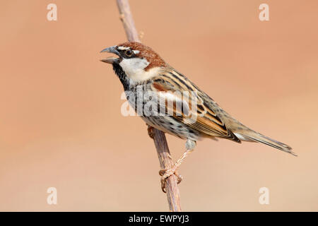 Passera sarda, maschio adulto Foto Stock