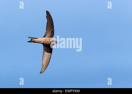 Capo Verde Swift, volo, São Nicolau (Apus alexandri) Foto Stock