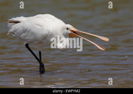 Eurasian spatola, Santiago, Capo Verde (Platalea leucorodia) Foto Stock