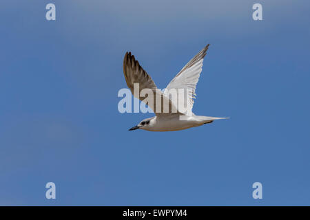 Gull-fatturati Tern, volo, Boavista, Capo Verde (Gelochelidon nilotica) Foto Stock