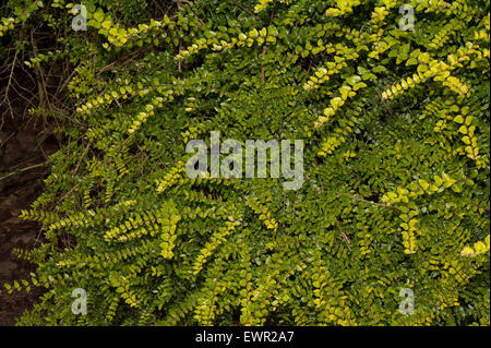 Golden privet hedge sezione nel sole estivo steli marrone sul lato sinistro Foto Stock