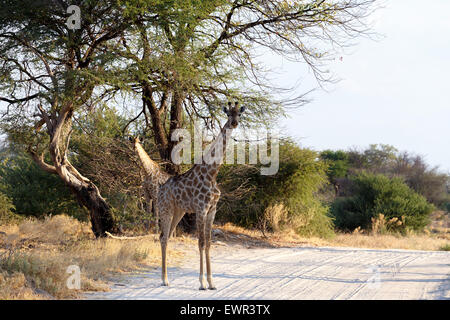 Maestosa Giraffa camelopardalis nel parco nazionale su strada, Hwankee, Botswana Foto Stock