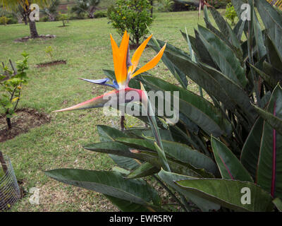 Chamarel fiori ile Maurice oceano indiano Mascaregnes Maurizio Ocean Indien tropici isola tropicale Foto Stock