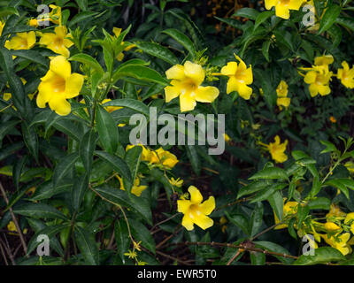 Chamarel fiori ile Maurice oceano indiano Mascaregnes Maurizio Ocean Indien tropici isola tropicale Foto Stock