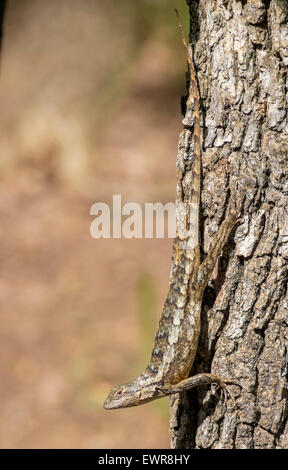 Texas lucertola spinosa Sceloporus olivaceus sul lato della struttura utilizzando è naturale camuffamento per fondersi armoniosamente con il suo ambiente Foto Stock