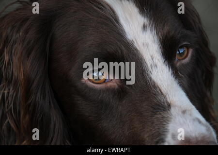 Guardando Foto Stock