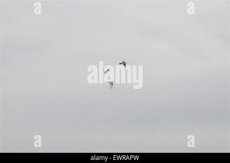 Tre pezzi separati Foto Stock