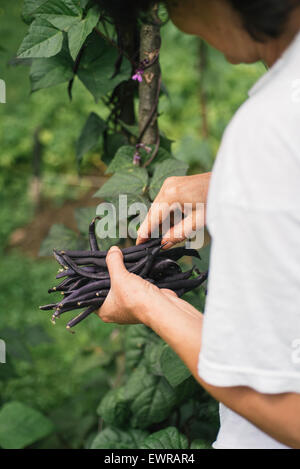 Donna raccolta fagiolini nel suo giardino Foto Stock