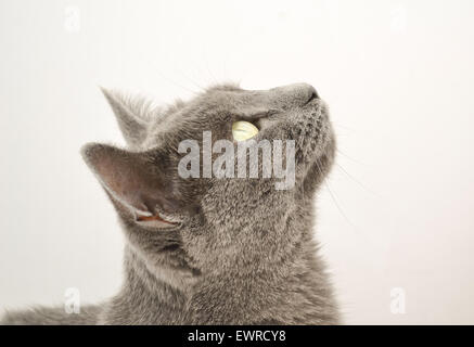 Il russo Blue Cross cat Foto Stock