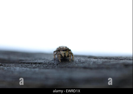 Vicino la fotografia del ponticello spider Foto Stock