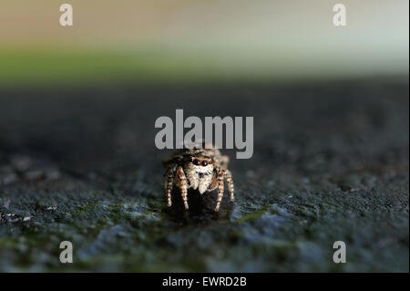 Vicino la fotografia del ponticello spider Foto Stock