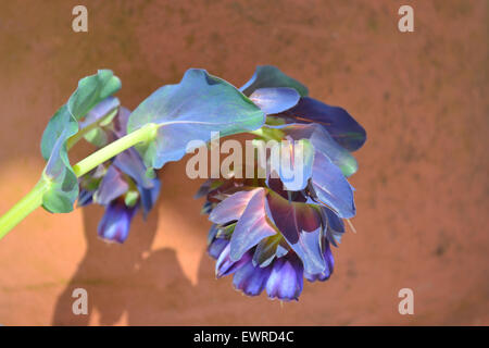 Cerinthe major var. purpurascens (blu honeywort) Foto Stock