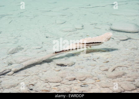 Un ramo di albero che giace coperto di sale in acque poco profonde del Mar Morto, Israele. Foto Stock