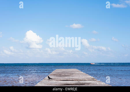 Un dock per il Belize con un uccello su di esso Foto Stock