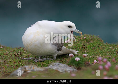 Northern Fulmar chiamando in cima a una scogliera Ebridi Esterne Foto Stock