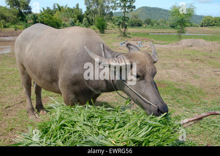 Bufali domestici o acqua asiatici buffalo (Bubalus bubalis) Foto Stock