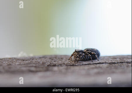 Vicino la fotografia del ponticello spider Foto Stock