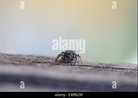 Vicino la fotografia del ponticello spider Foto Stock