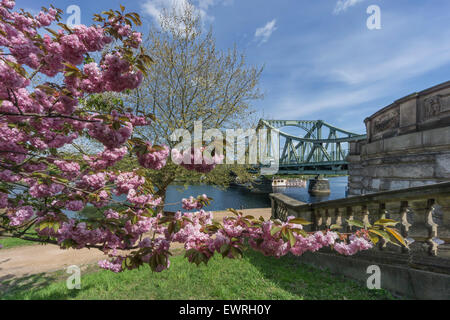 Glienicker Bridge , Glienecker Bruecke, la fioritura dei ciliegi, fiume Havel, Foto Stock