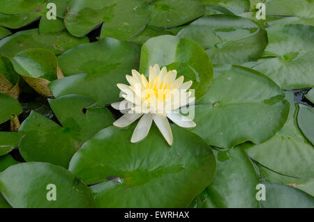 Giallo lotus, American lotus, acqua-chinquapin o volee (Nelumbo lutea) Loei provincia, Thailandia Foto Stock