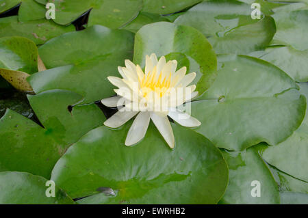 Giallo lotus, American lotus, acqua-chinquapin o volee (Nelumbo lutea) Loei provincia, Thailandia Foto Stock