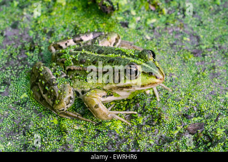 Rana verde / acqua comune / rana rana verde (Pelophylax kl. esculentus / Rana kl. esculenta) seduto tra lenticchie d'acqua in stagno Foto Stock