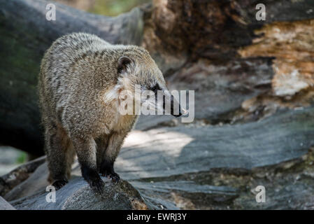 Sud Americana coati / anello-tailed coati (Nasua nasua) nativa per tropicale e subtropicale Sud America Foto Stock