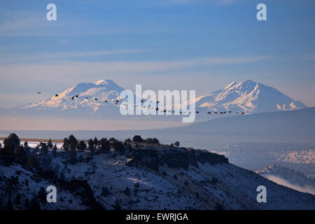 Canada Geese E Le Tre Sorelle Montagne, Oregon Foto Stock