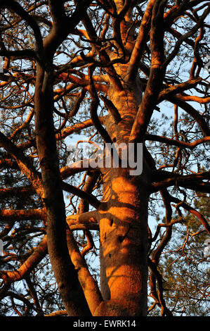 Pino ramificato nella luce del sole al tramonto Foto Stock