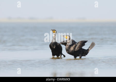 Due Cormorani alla mattina blu lago Foto Stock