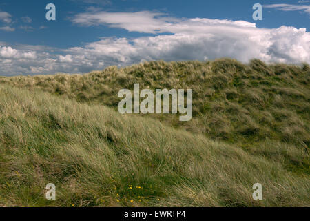 Erba di Marram che cresce su dune di sabbia e cielo blu con paesaggio di nuvole bianche Foto Stock