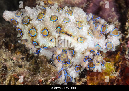 Maggiore Blu-inanellati octopus, Hapalochlaena lunulata, Anilao, Batangas, Filippine, Pacific Foto Stock