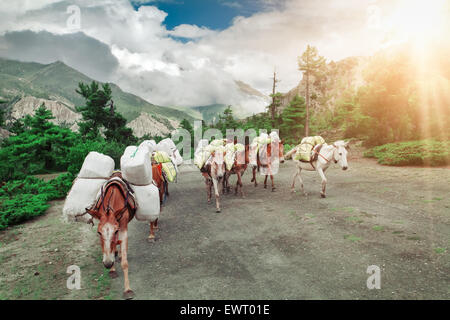 Trekking in Nepal Foto Stock