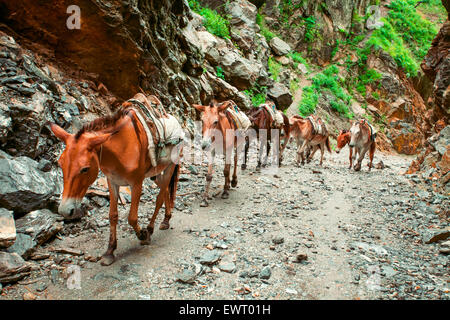 Trekking in Nepal Foto Stock