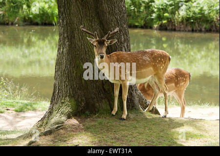 Daino sulla Glenfield Lodge Park Foto Stock