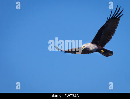 Aquila calva in volo contro il cielo blu. Foto Stock