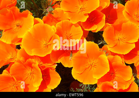 California poppy lungo Catherine Creek Trail interpretative, Columbia River Gorge National Scenic Area, Washington Foto Stock