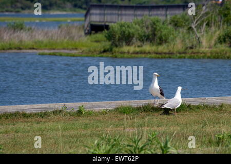 Due gabbiani si trovano nei pressi di un'area paludosa nel Delaware meridionale, USA. Foto Stock