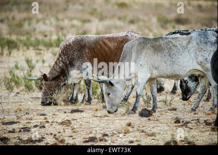 Sud Africa - Nguni bestiame in una fattoria Foto Stock