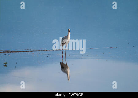 Cicogna bianca camminare in acqua e in cerca di cibo Foto Stock